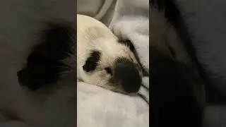 we sleep beautifully