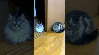 【恐怖】猫たちに監視されてます！猫の視線に耐えられますか?!/I'm being watched by cats! Can you stand the gaze of a cat?! #shorts
