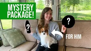A Mystery Package for Percy!? // Percy the Papillon Dog