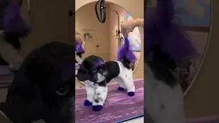 Customizing this shihtzu
