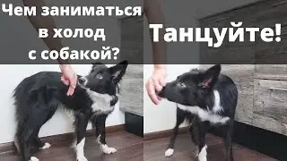 Как дрессировать собаку в холод? Как научить голосовым командам? Команда Танцуй, Крутись или Кружись