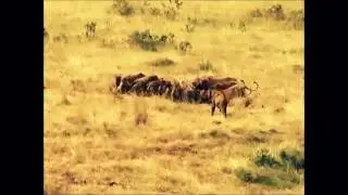 Львы против гиен.