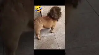 funny dog video when you wake up |🤣Funny dog video🤣 #shorts   2023 #shorts #shortsvideo #motivation