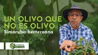 Un olivo que no es olivo, Simaruba berteroana