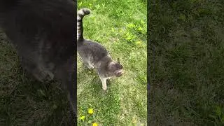 Маркиза патрулирует территорию # #cat #funnyanimals