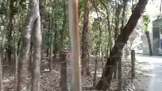 Ah...! Trees 💚
