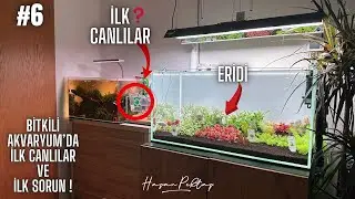 BİTKİLİ AKVARYUM KURUYORUM! 6.bölüm #akvaryum #bitkiliakvaryum #aquascape