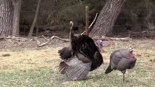 Shooting a Gobbler with a Magnus Bullhead