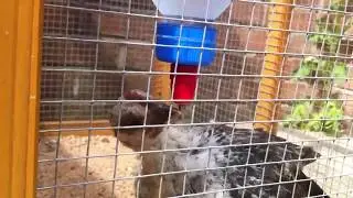 Automatic chicken nipple drinker