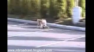 Funny Dog Slide in Skating