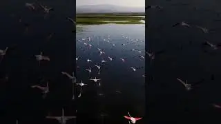 Kayseri Hürmetçi Reed Water Buffaloes Nuri Çorbacıoğlu