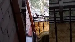 2 Дятелёнок спит и прыгает на балконе в поисках орешков.