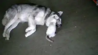 Harvey and Loki - Playing 2