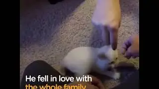 Family Brings Frozen Kitten Back To Life