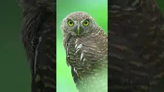 A #wildlife montage shot on #NikonZ8