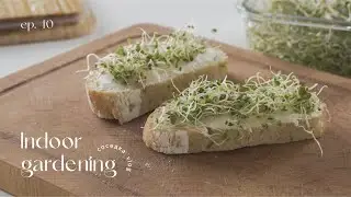 Ep. 40 🌱 way to grow microgreens | baking ciabatta | vlog