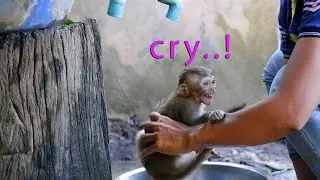 Stubborn monkey Annie, she doesn't want to bathing so she moving shaking body and crying.