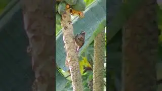 Asian Koel (female) Bird