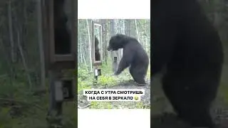 Медведь и зеркало.