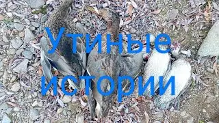 Утиные истории.