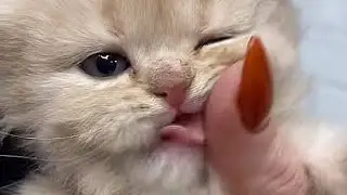 What to feed kittens? When there is not much on the shelves