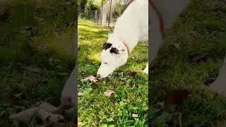 Tyr The Border Collie Sniffing Around The Dog Park!