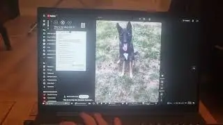 This is my dog Gus has GSOD