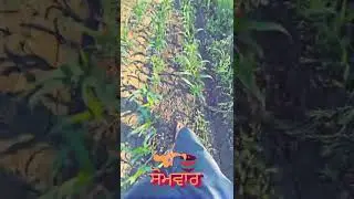 corn 🌽 fields. 😋 😋 😋
