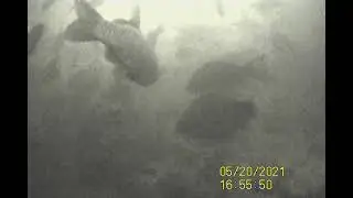 Подводная съёмка 2