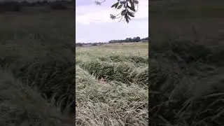 ច្រូត​ស្រូវ​ប្រាំង.....