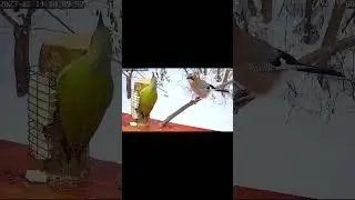 Седой дятел и сойка