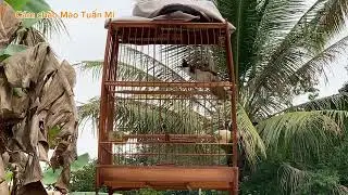 Dạy giọng Chào Mào non hót hay, cực chuẩn / Tuấn Mi