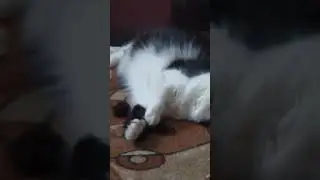 вот привязались
