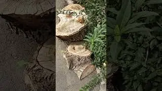 Продаю дрова. Сухие, чистые. Цена по договорённости.