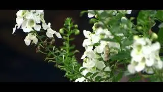 Flowers In The Garden: Joseph Diachenko
