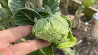 Brussels sprouts the size of cabbages | the joy of breaking the rules