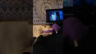 Movie night or Playtime dawddy? #pitbullshorts #ilovemypitbull #sillydoggo #doggo