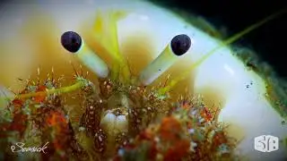 DSLR Underwater Video Series: Basic Settings – Full HD Sample