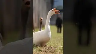 ГУСИ — ОХРАННИКИ В ТЮРЬМЕ😳