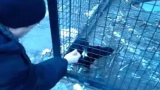 Вороны