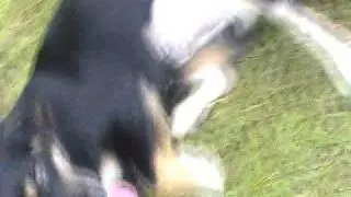 Joelee Plays Dead