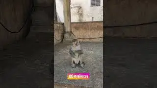 Обезьяна. Индия, Джайпур, храм Обезьян