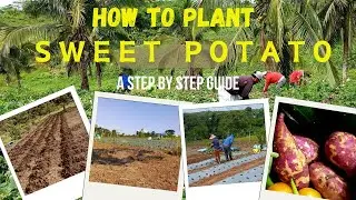 HOW TO PLANT SWEET POTATO - A Step by Step Guide