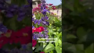 Check Out How the Pollinators Love This Salvia