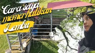 Guna drone sebagai penganti diri, tengok lembu di kandang #ucam