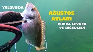 Yalova'da zıpkınla Ağustos ayında avlayabileceğiniz balıklar bu videoda