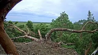 Did she fell down of the nest to lower branch and managed to flew back up?