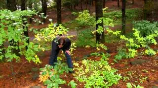 Dry Shade Garden Plants