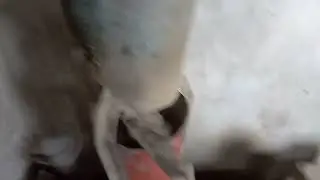 Корм для кроликів