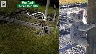🐨 Is this Australia's most famous koala? Meet Claude the 'leaf thief' 🍃 | WWF-Australia